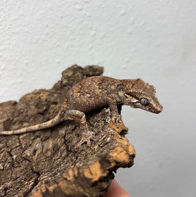 Rhacodactylus auriculatus (Gargoyle Gecko) Normal Reticulated