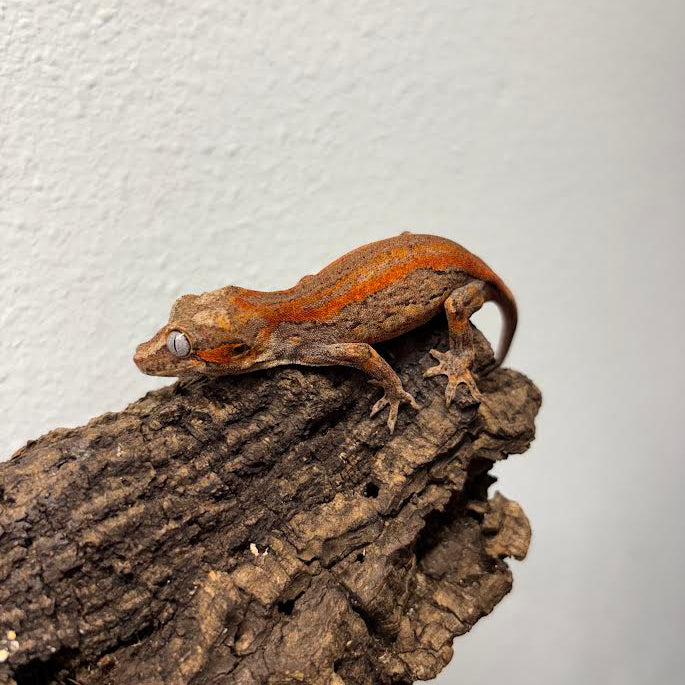 Rhacodactylus auriculatus (Gargoyle Gecko) Red Stripe