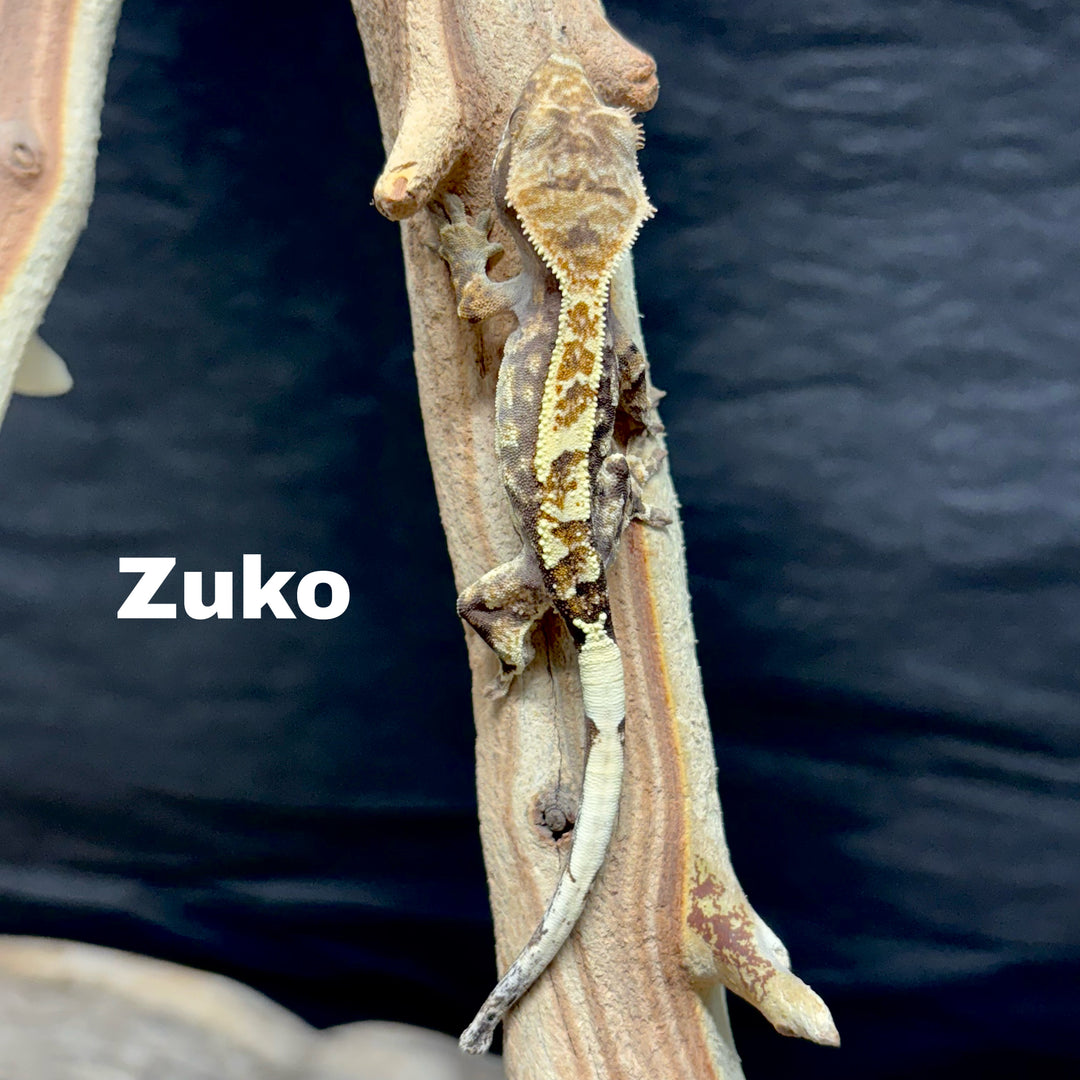 Correlophus ciliatus (Crested Gecko) Sable Lily White