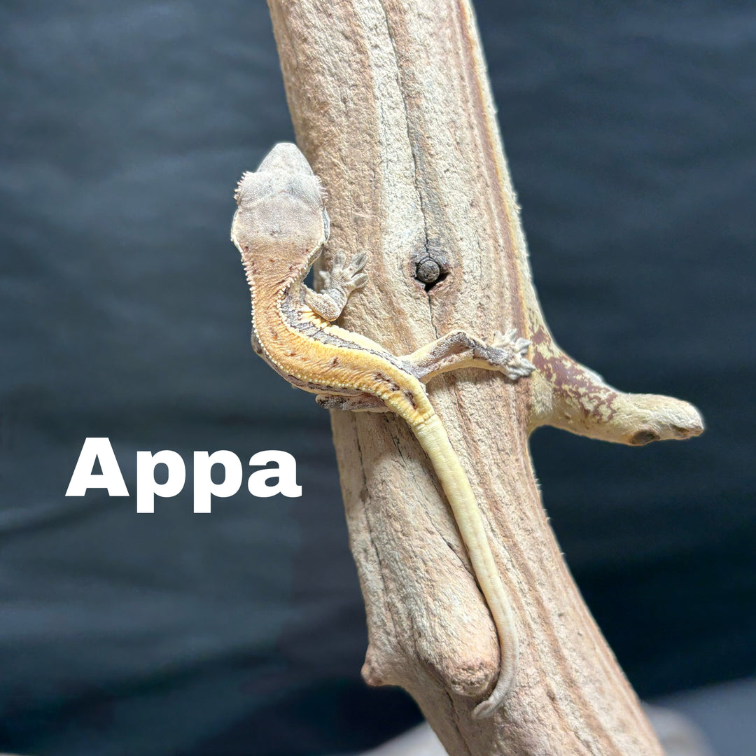 Correlophus ciliatus (Crested Gecko) Sable Lily White