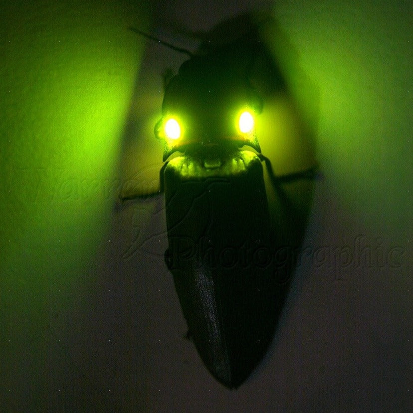 Pyrophorini sp. (Bioluminescent Click Beetle) Larvae