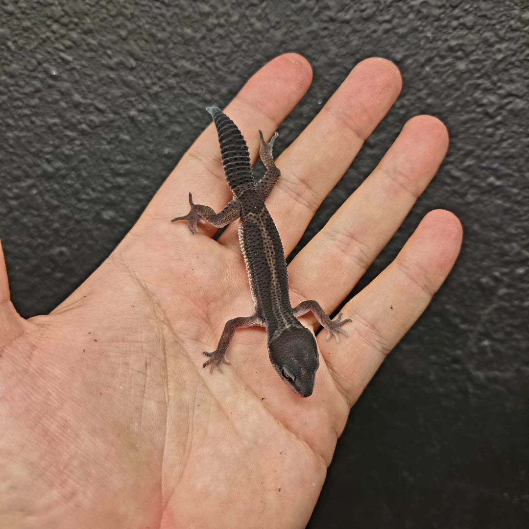 Eublepharis macularius (Leopard Gecko) Black Night