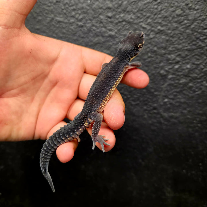 Eublepharis macularius (Leopard Gecko) Black Night
