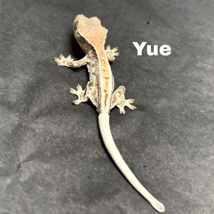 Correlophus ciliatus (Crested Gecko) Sable Lily White