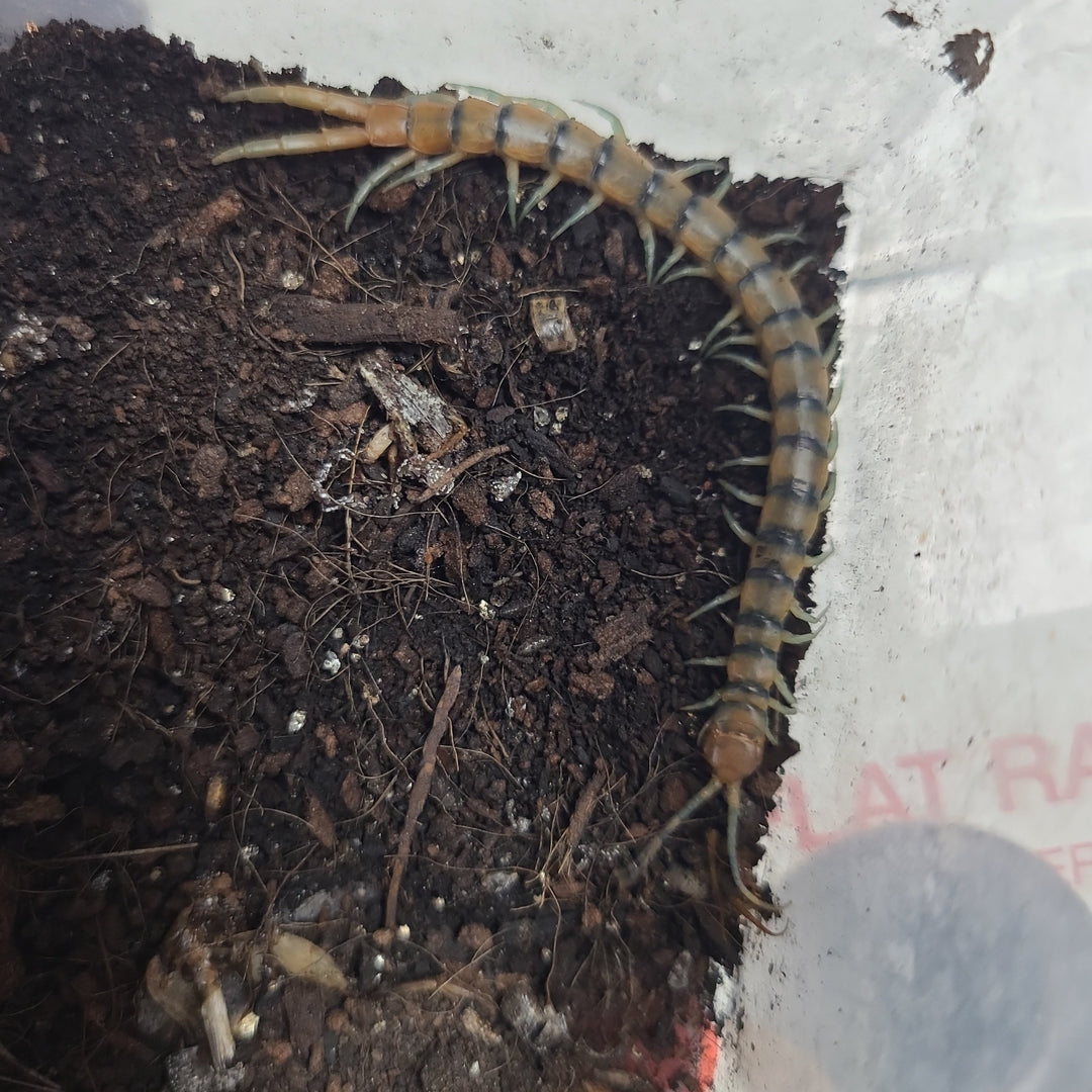 Scolopendra polymorpha (Sonoran Green Centipede) 2-3"