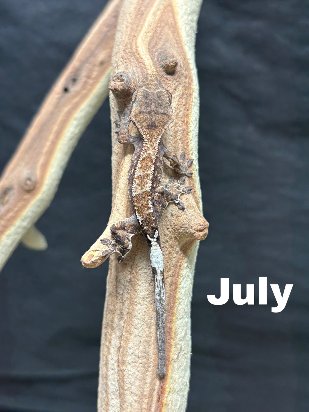 Correlophus ciliatus (Crested Gecko) Cappucino