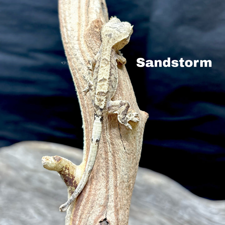 Correlophus ciliatus (Crested Gecko) Cappucino