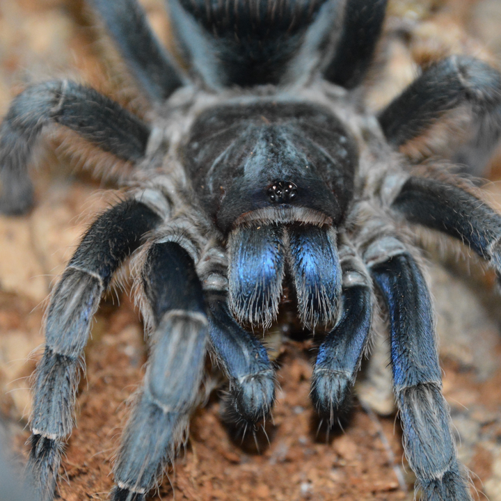 Aphonopelma burica (Costa Rican Blue Front) 0.5"