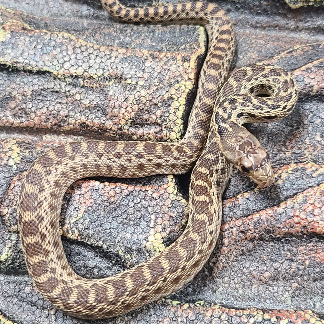 Pituophis catenifer (San Diego Gopher Snake) Baby