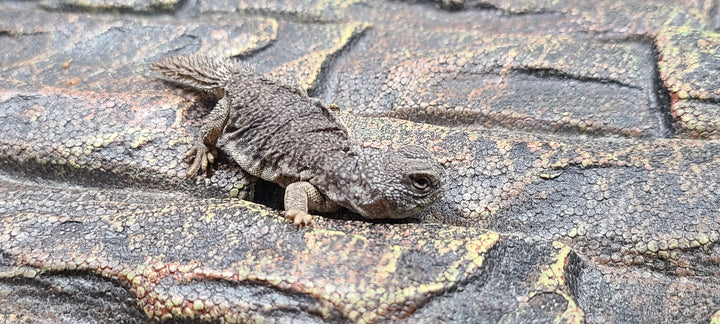 Uromastyx nigriventris (Moroccan Spiny-tailed) Baby