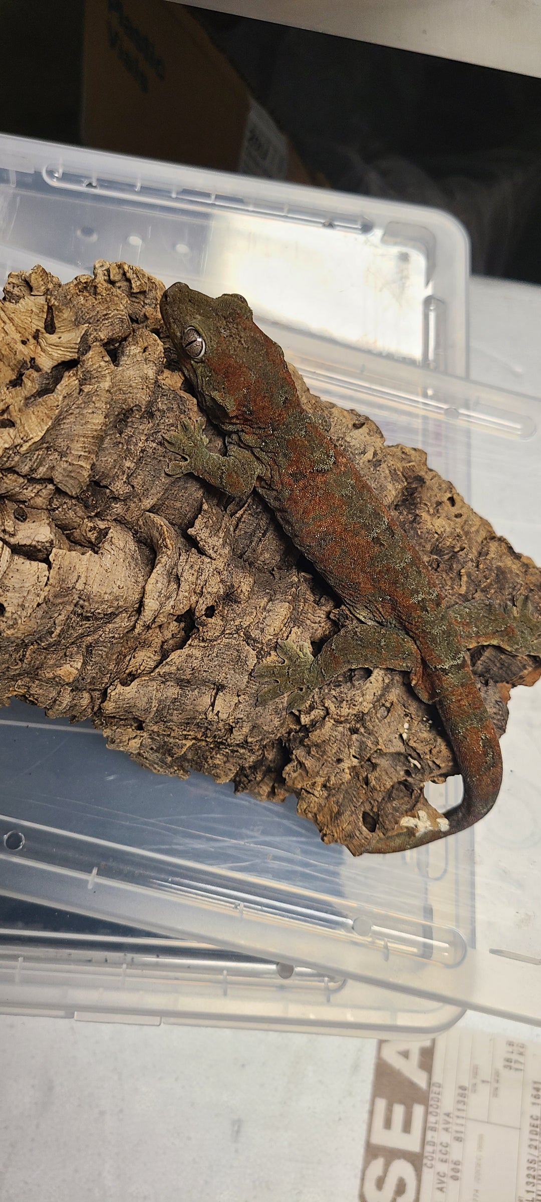 Mniarogekko chahoua (Chahoua Gecko) High-Red Adult Male