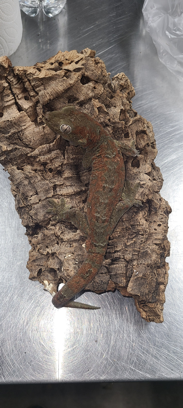 Mniarogekko chahoua (Chahoua Gecko) High-Red Adult Male