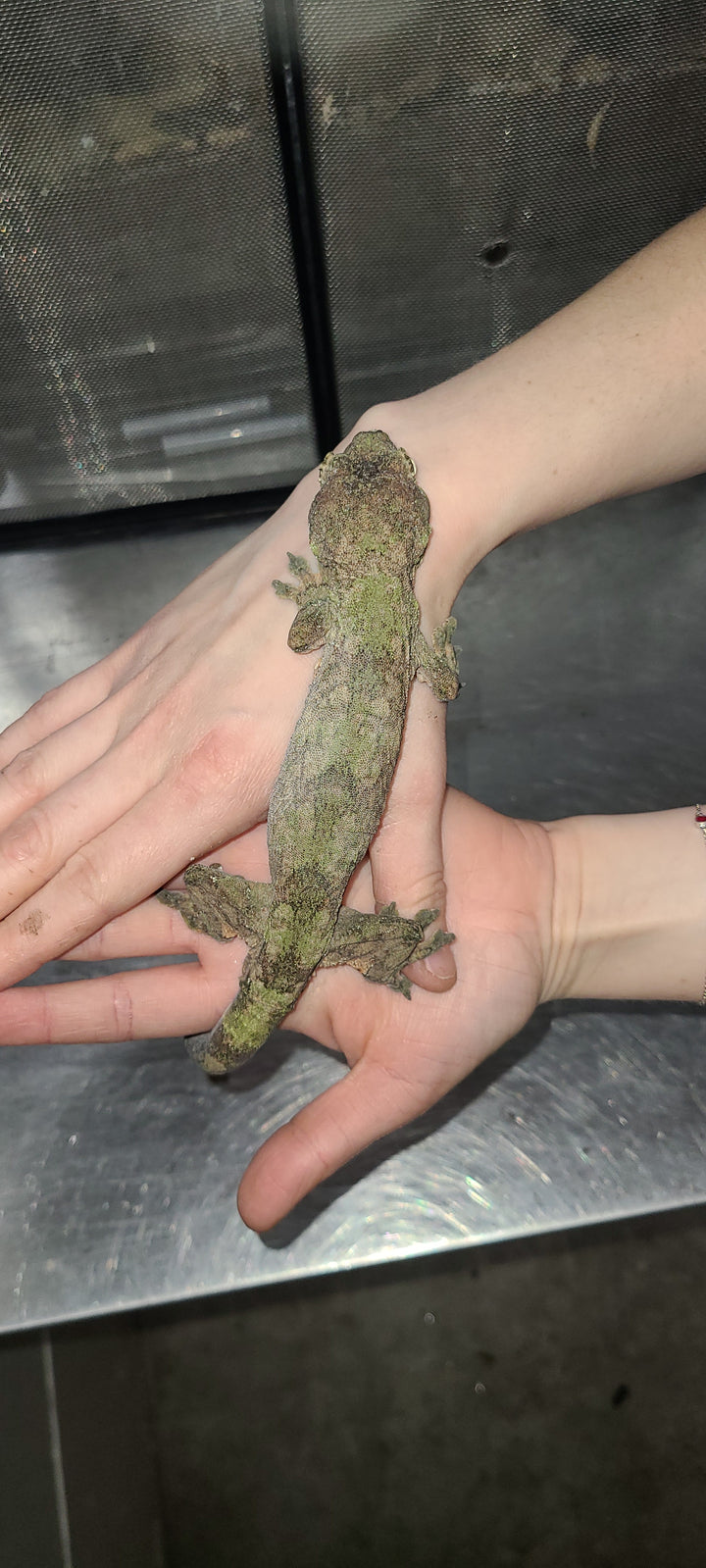 Mniarogekko chahoua (Chahoua Gecko) Adult Male