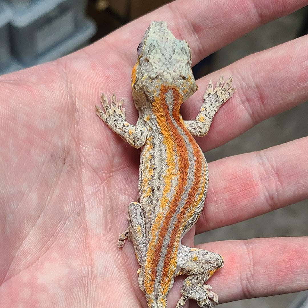 Rhacodactylus auriculatus (Gargoyle Gecko) Orange-Red Stripe Adult Male