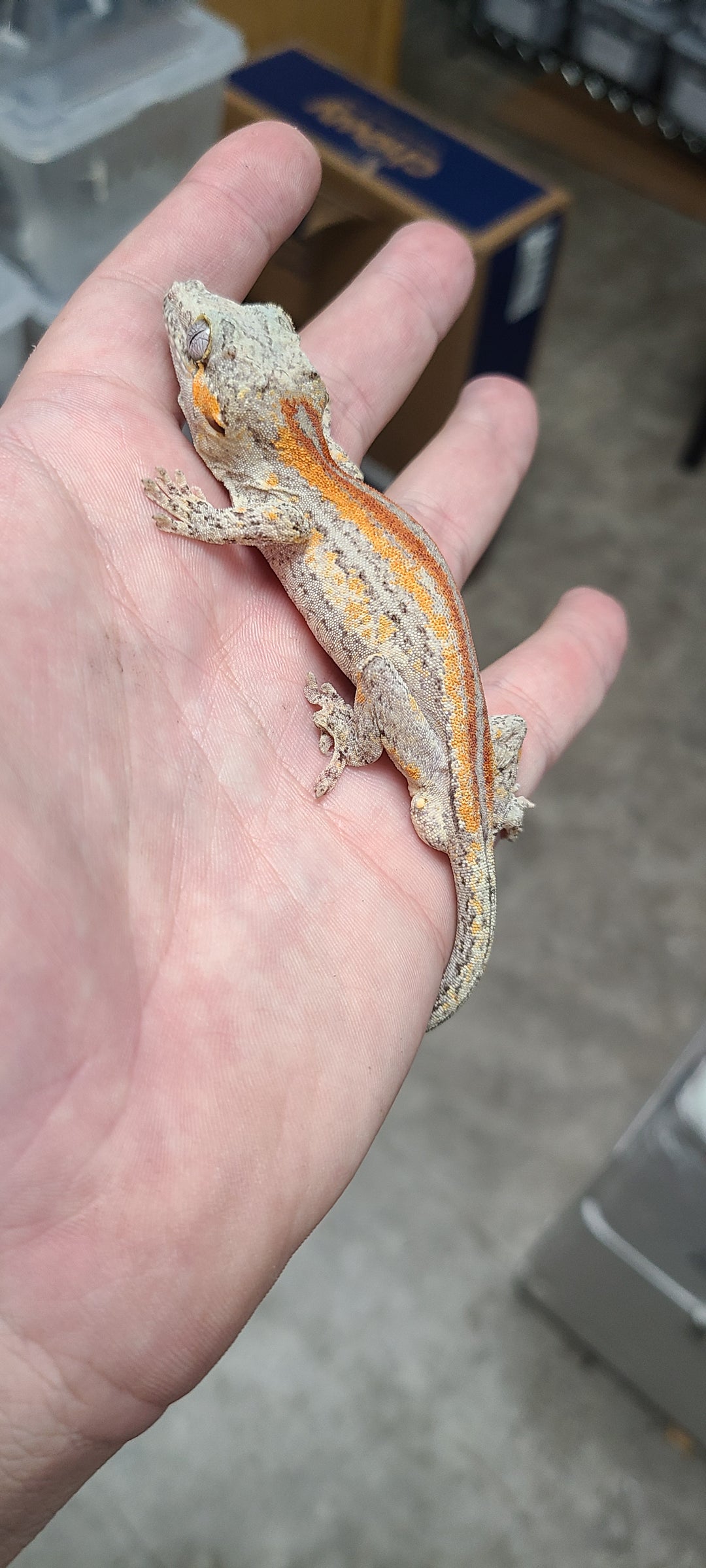 Rhacodactylus auriculatus (Gargoyle Gecko) Orange-Red Stripe Adult Male