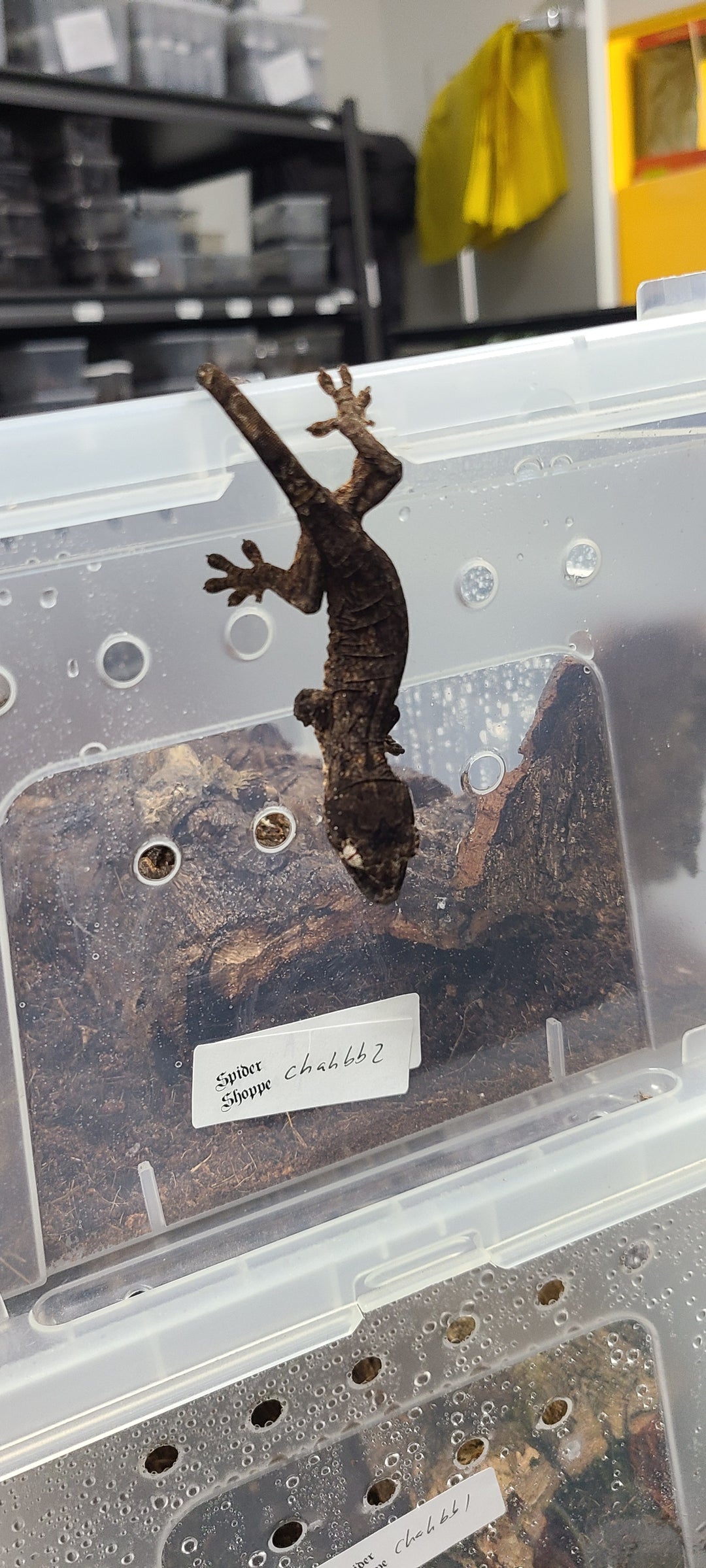 Mniarogekko chahoua (Chahoua Gecko) Baby