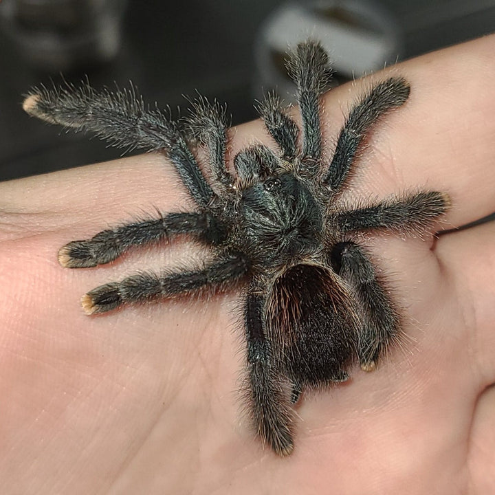 Avicularia avicularia (Guyana Pink Toe) 2.5-3.5" w FREE SPIDER HAUS 6x6x9"