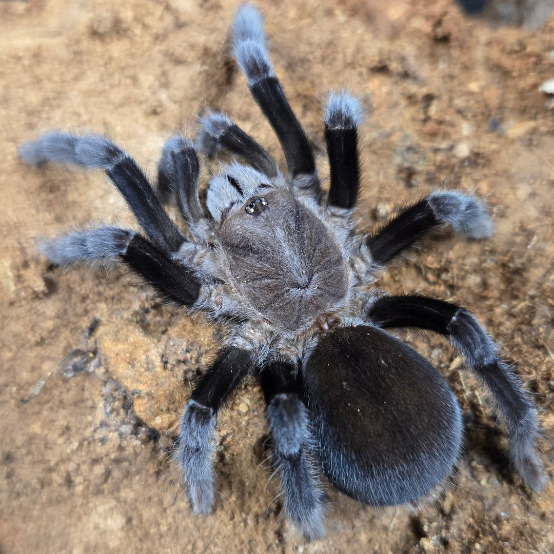 Selenocosmia javanensis (Java Yellow-Knee) 4
