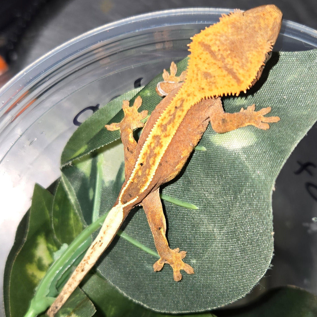 Correlophus ciliatus (Crested Gecko) Juvenile - Pinstripe