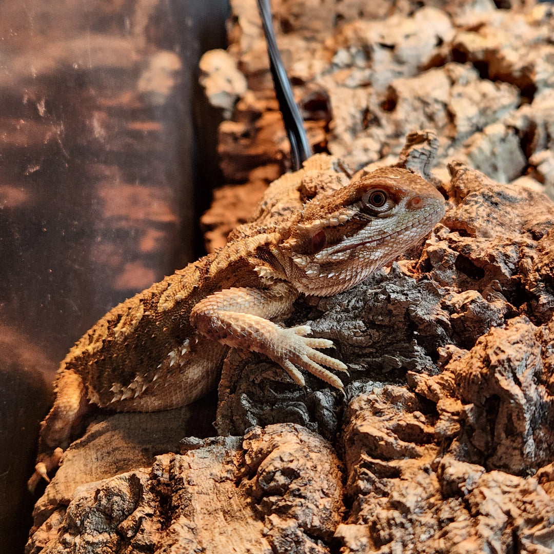 Pogona henrylawsoni (Rankin's Dragon) FEMALE