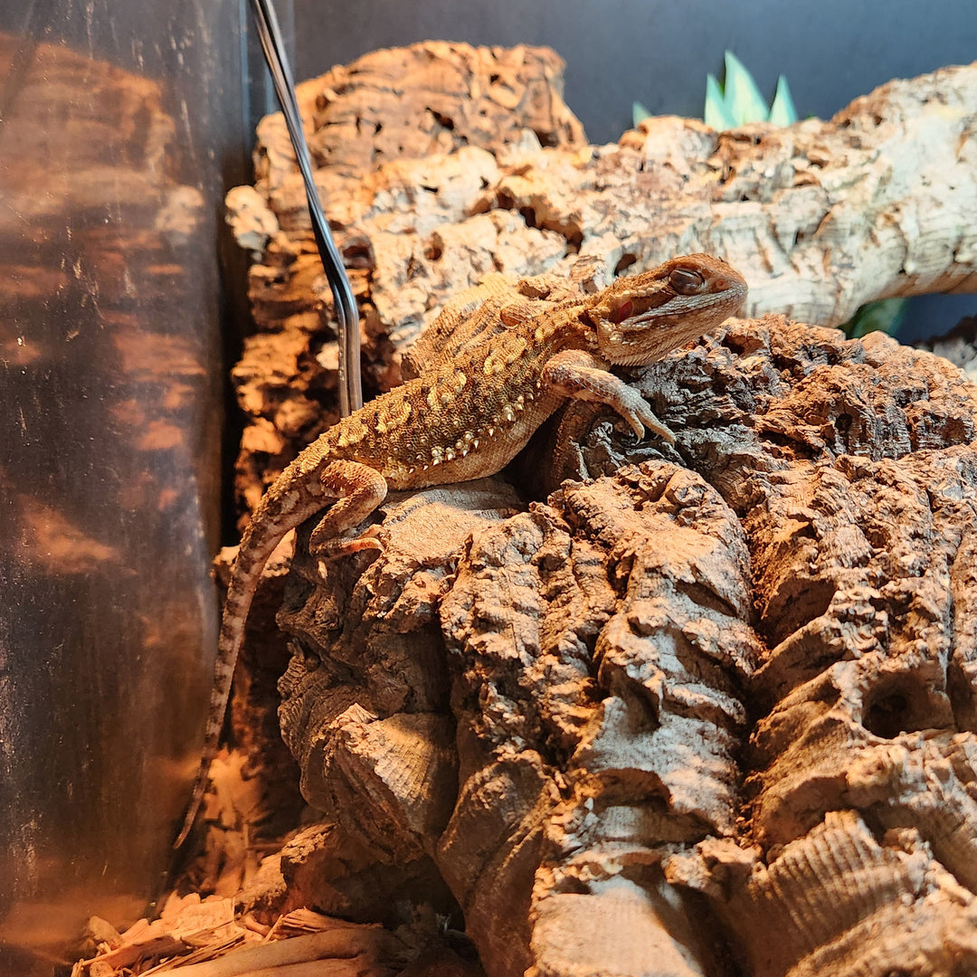 Pogona henrylawsoni (Rankin's Dragon) FEMALE