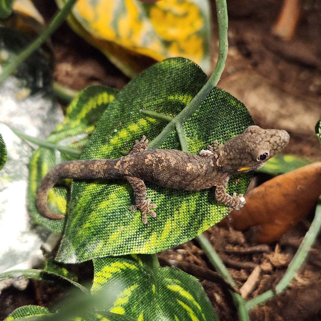 Eurydactylodes vieillardi (Chameleon Gecko) Unsexed