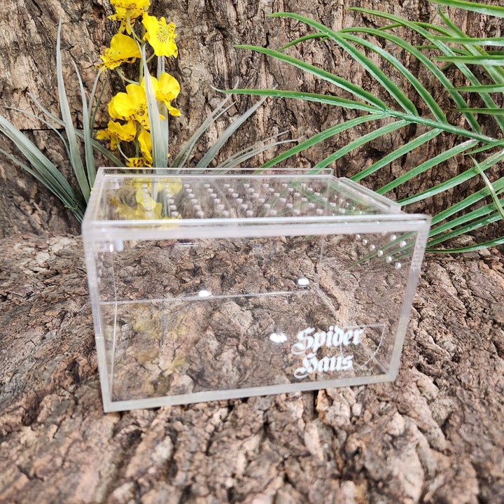 Hapalotremus sp 'Puma' 0.75" w FREE SPIDER HAUS 3x4x5"