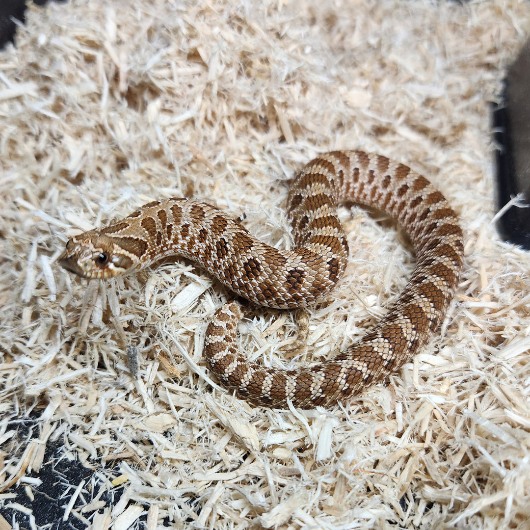 Heterodon nasicus (Hognose Snake) FEMALE