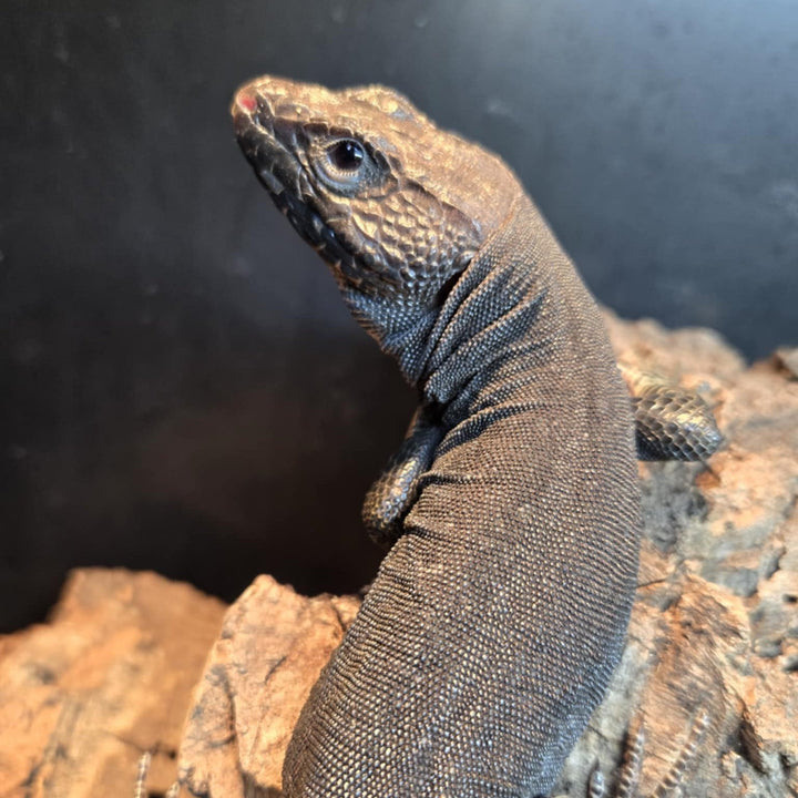 Timon lepidus (Jeweled Lacerta) 'Melanistic' Suspect Male