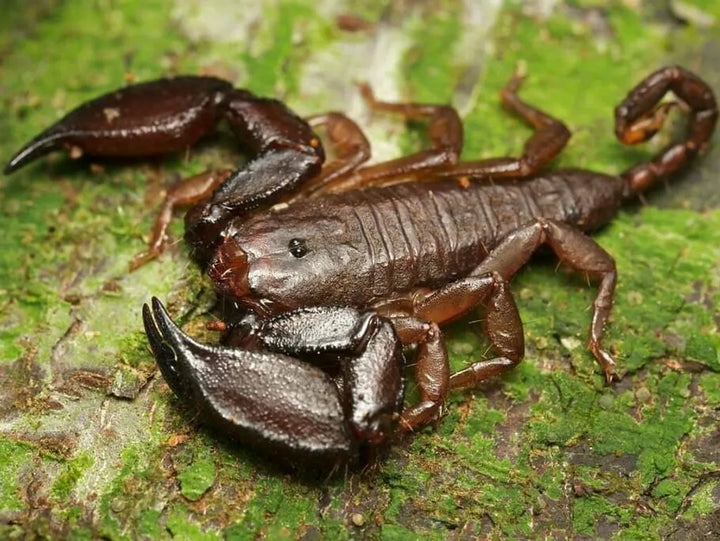 Liocheles australasiae (Dwarf Wood Scorpion) 0.25"