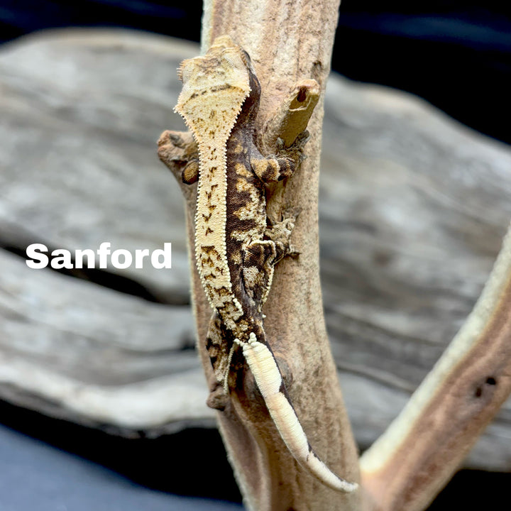Correlophus ciliatus (Crested Gecko) Cappucino