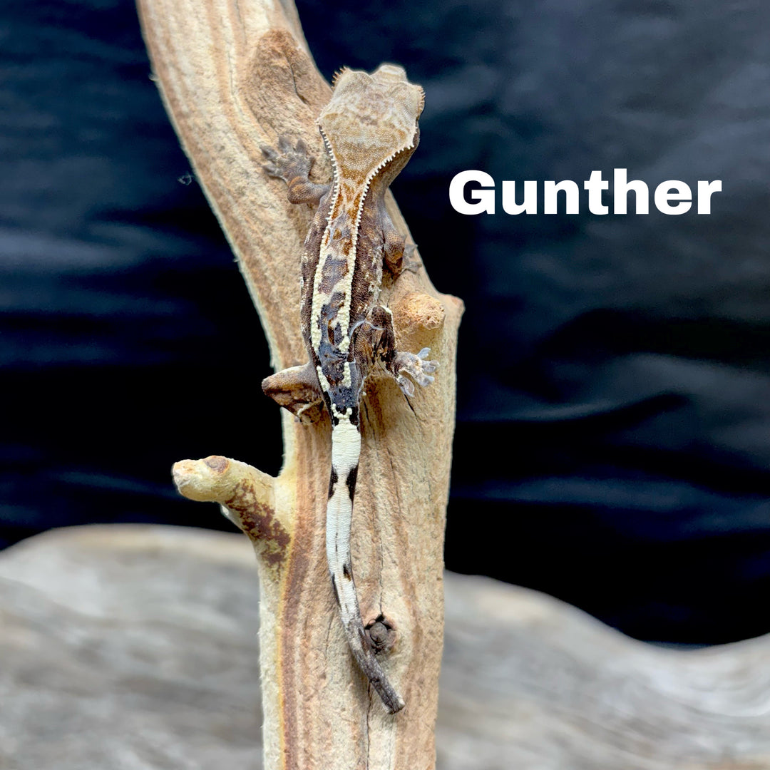 Correlophus ciliatus (Crested Gecko) Cappucino