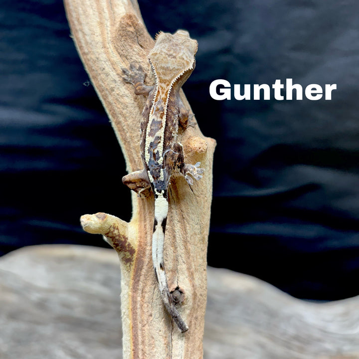 Correlophus ciliatus (Crested Gecko) Cappucino