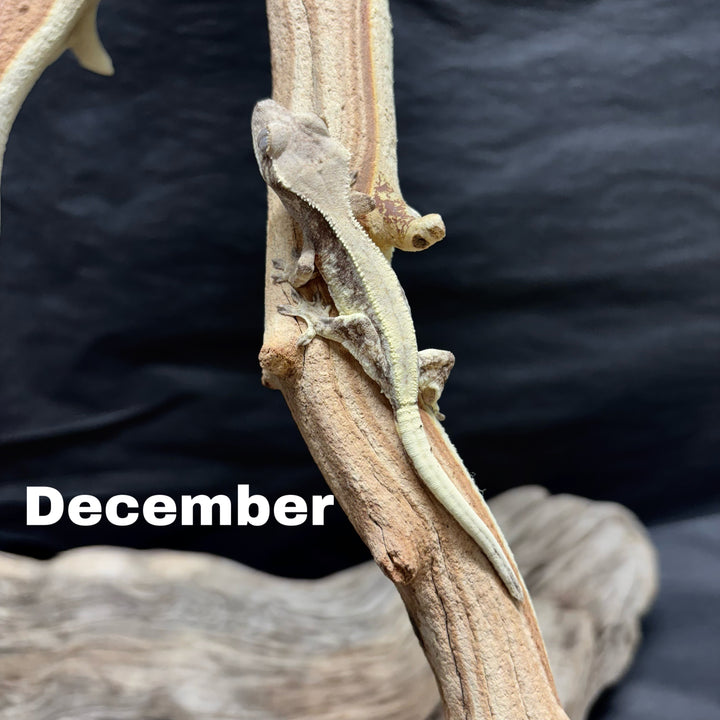 Correlophus ciliatus (Crested Gecko) Sable Lily White