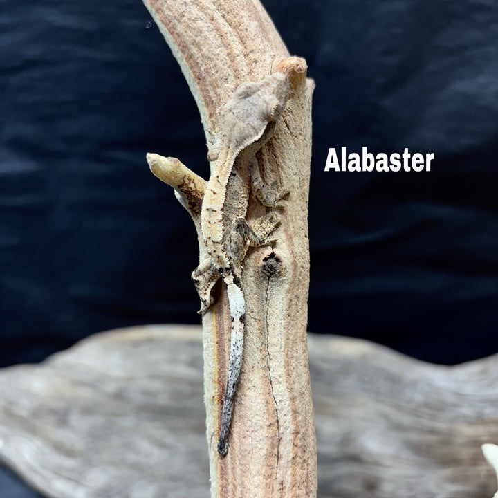 Correlophus ciliatus (Crested Gecko) Cappucino