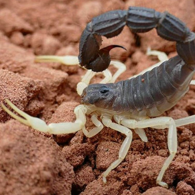 Parabuthus schlechteri (Burrowing Thick-tailed Scorpion) 1" MALE | 1" FEMALE | ADULT FEMALE