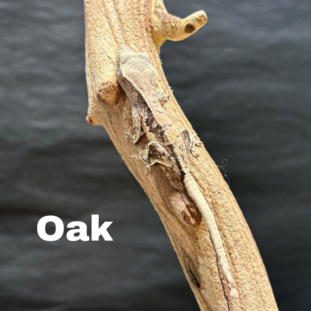 Correlophus ciliatus (Crested Gecko) Lily White