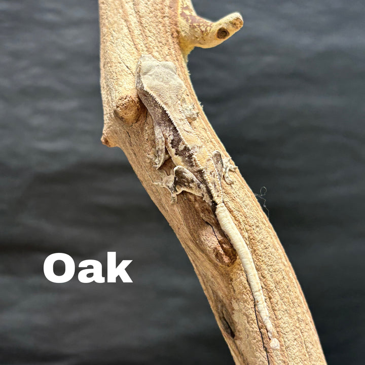 Correlophus ciliatus (Crested Gecko) Lily White