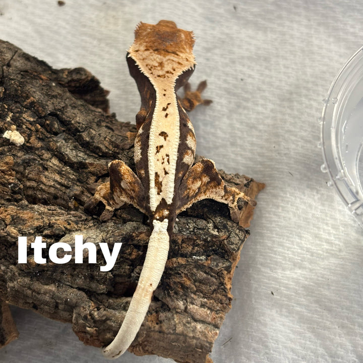Correlophus ciliatus (Crested Gecko) Sable