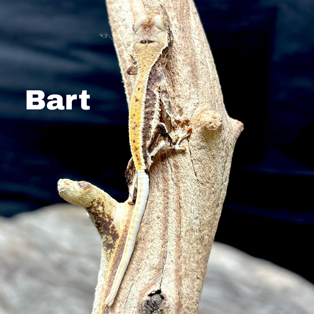 Correlophus ciliatus (Crested Gecko) Lily White