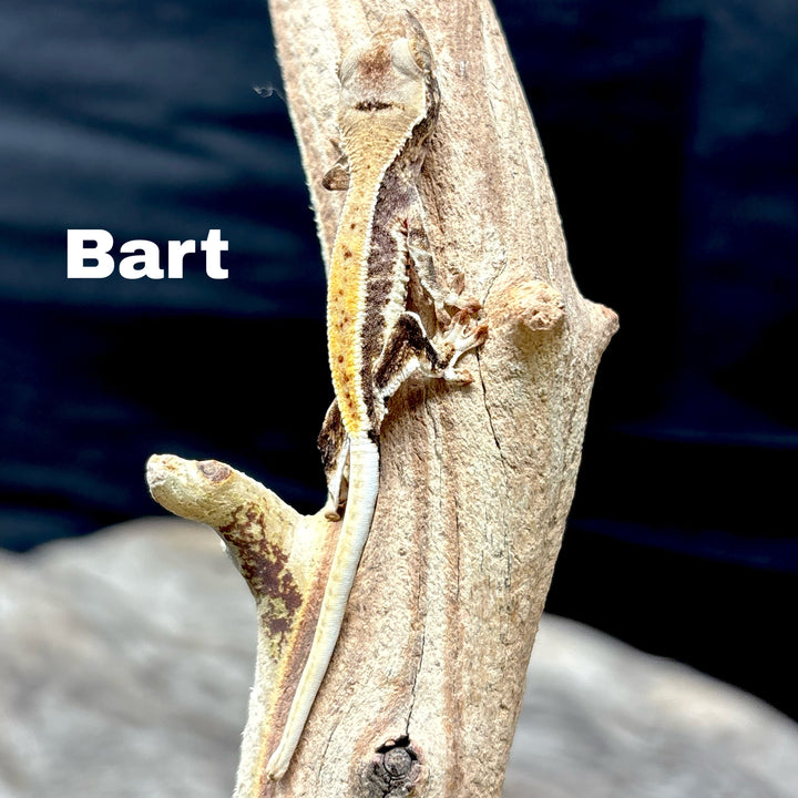 Correlophus ciliatus (Crested Gecko) Lily White