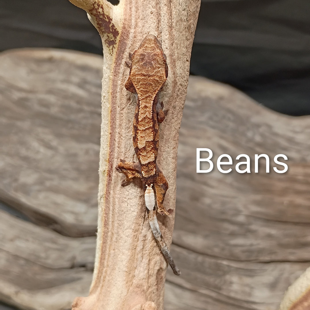 Correlophus ciliatus (Crested Gecko) Sable