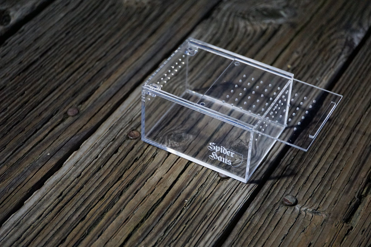 Spider Shoppe - Tarantulas for sale