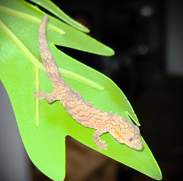 Eurydactylodes agricolae (Bauer's Chameleon Gecko) 2-3" Hatchlings