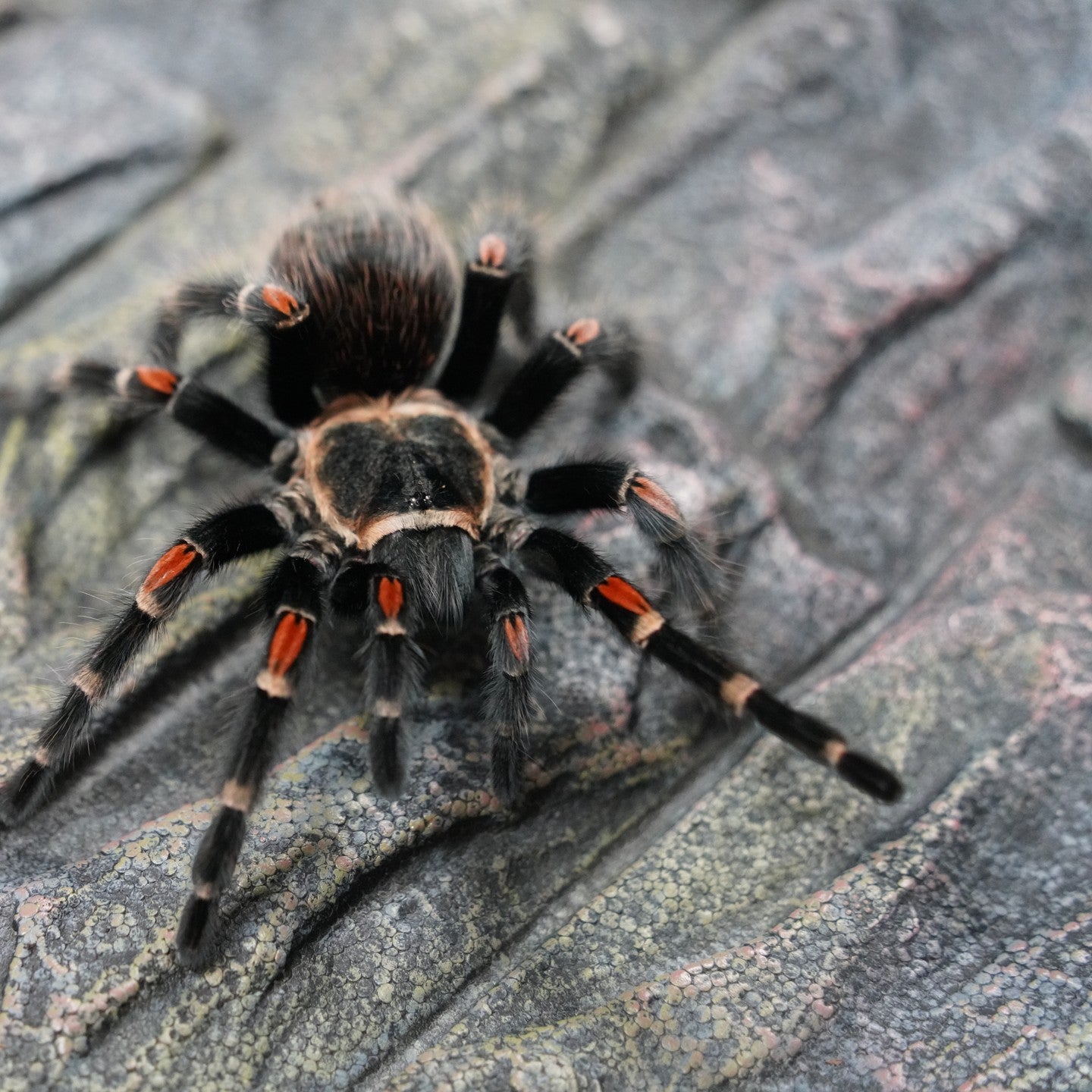 Brachypelma auratum (Mexican Flame Knee) 0.75