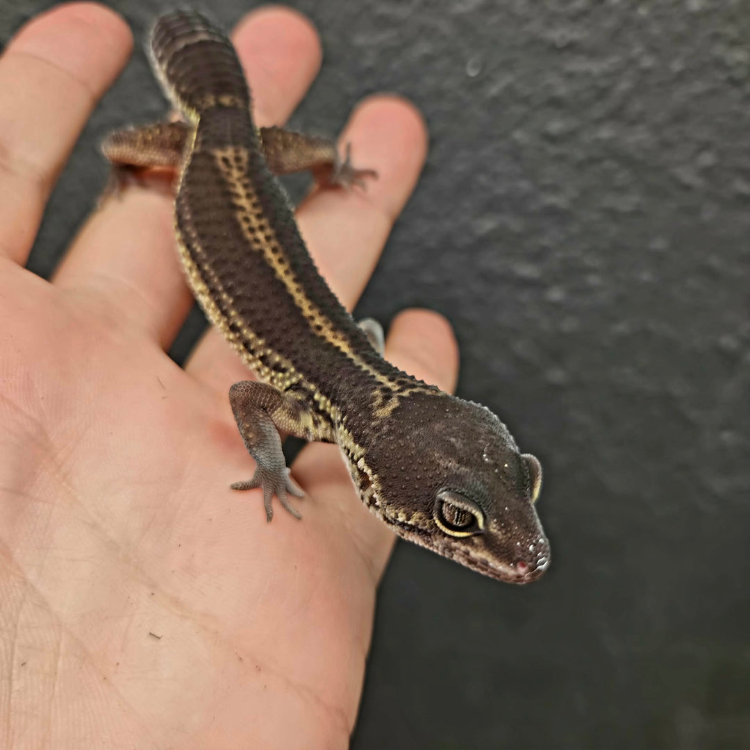 Eublepharis macularius (Leopard Gecko) Black Night