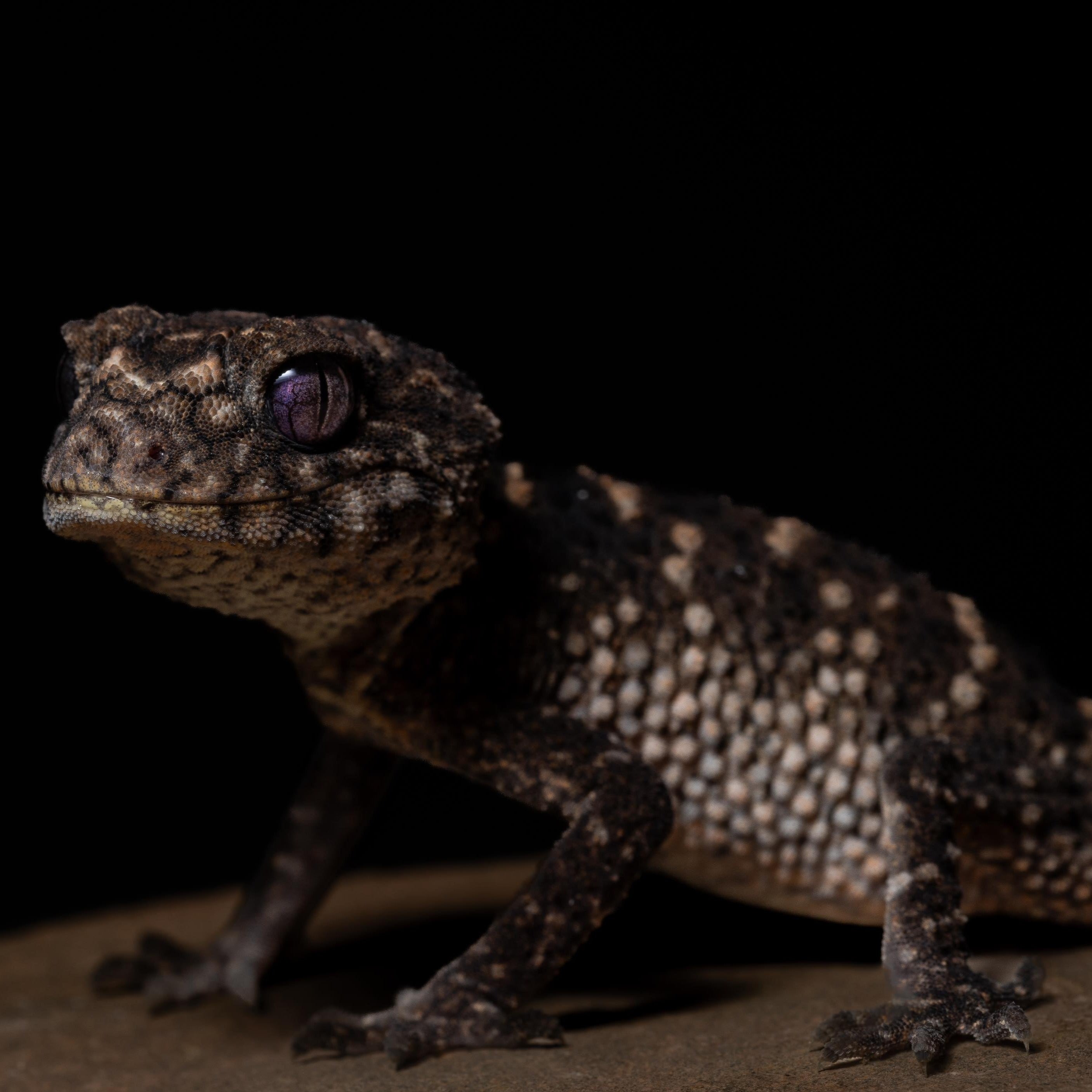 Nephrurus asper (Rough Knob Tail Gecko) PAIR – Spider Shoppe