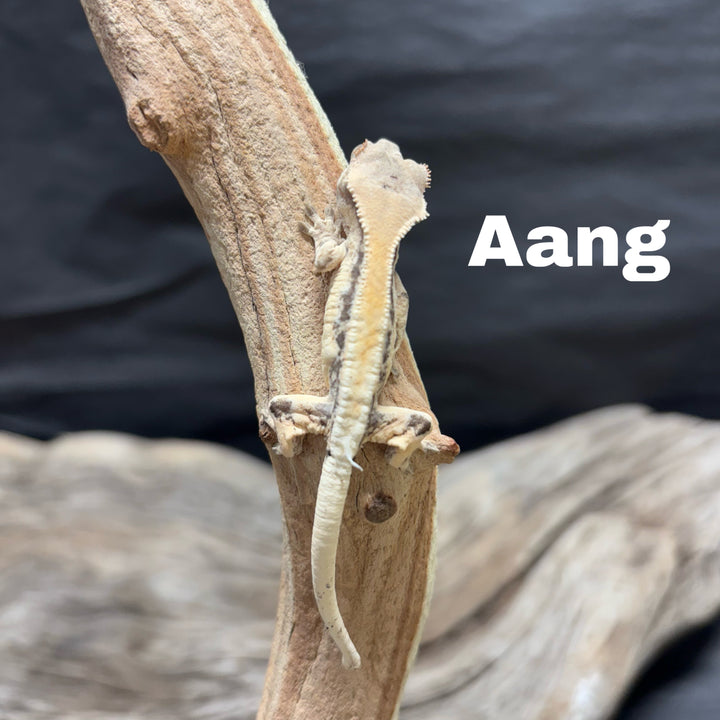 Correlophus ciliatus (Crested Gecko) Sable Lily White