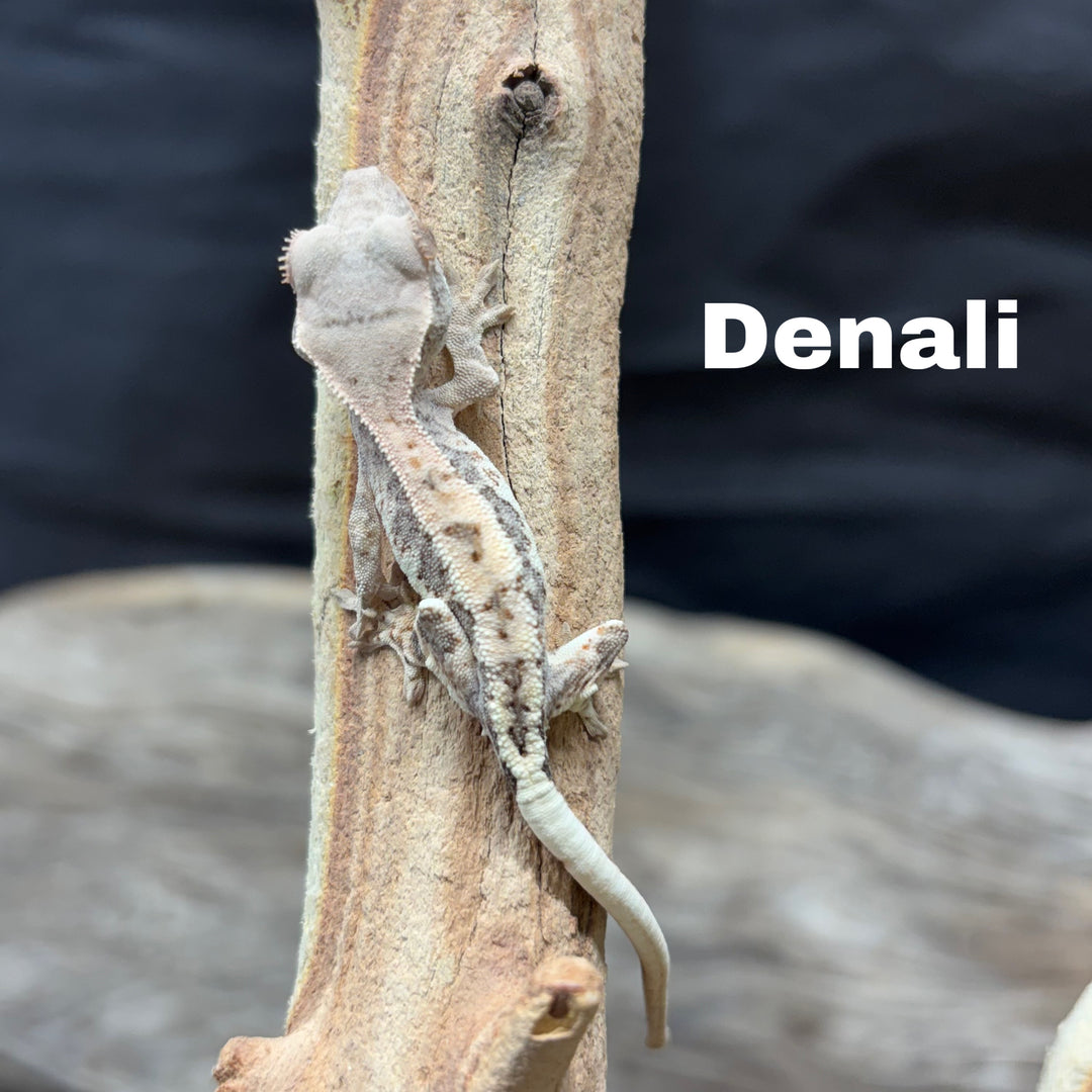 Correlophus ciliatus (Crested Gecko) Frappucino