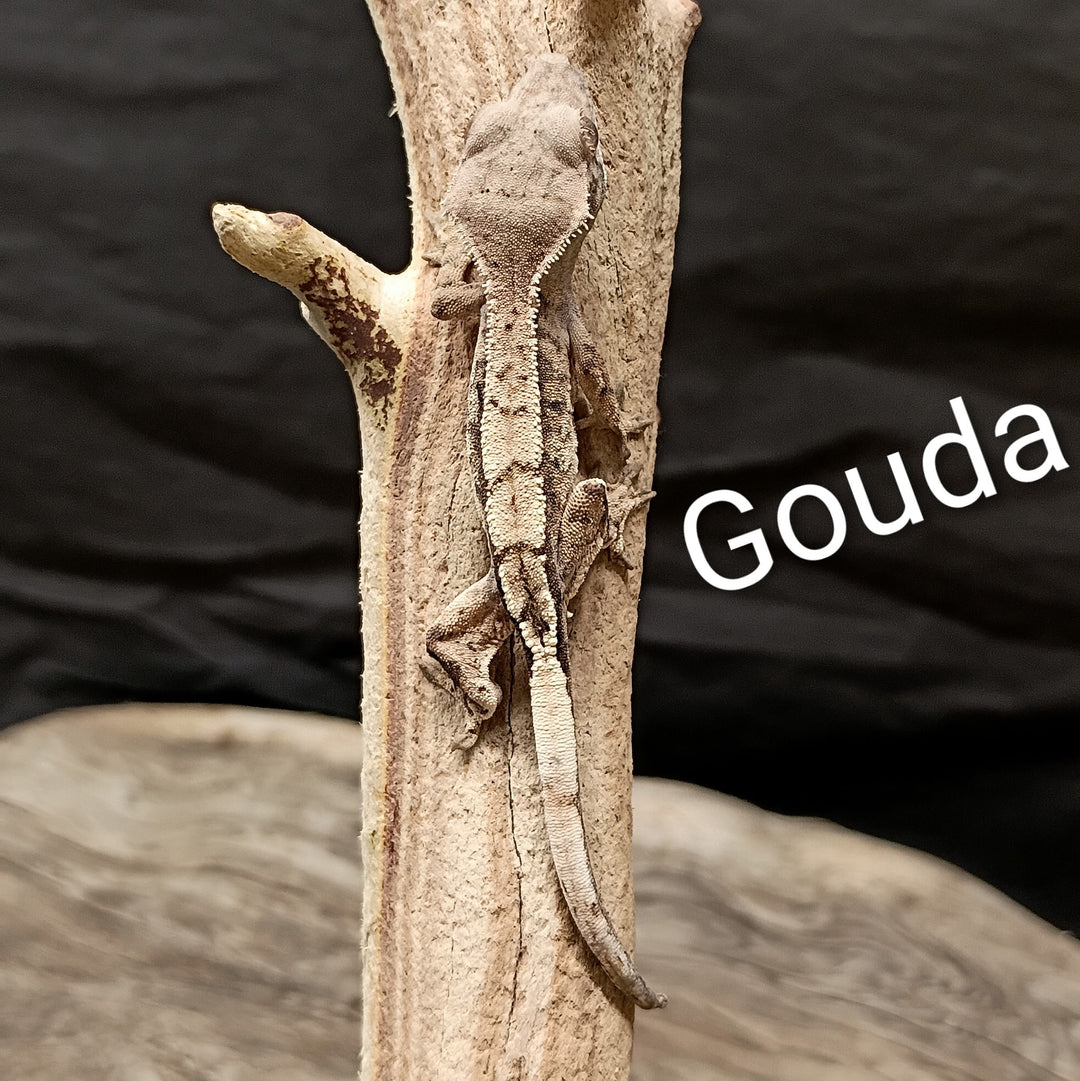 Correlophus ciliatus (Crested Gecko) Sable